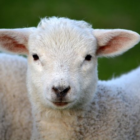 Image of Lamb